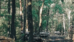 Erdő